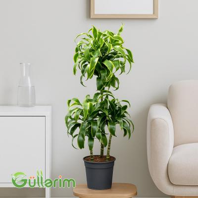 Draceana Lemon Lime (Drasena Limon)