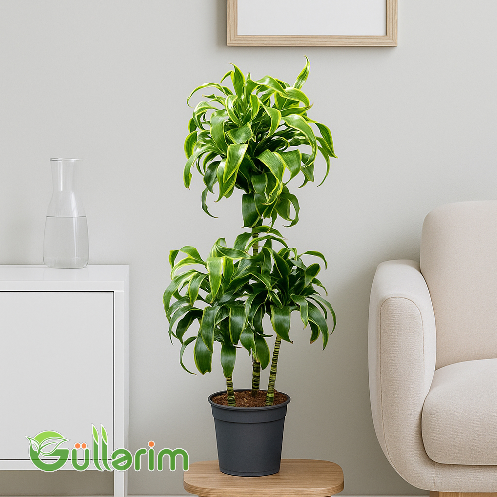 Draceana Lemon Lime (Drasena Limon)