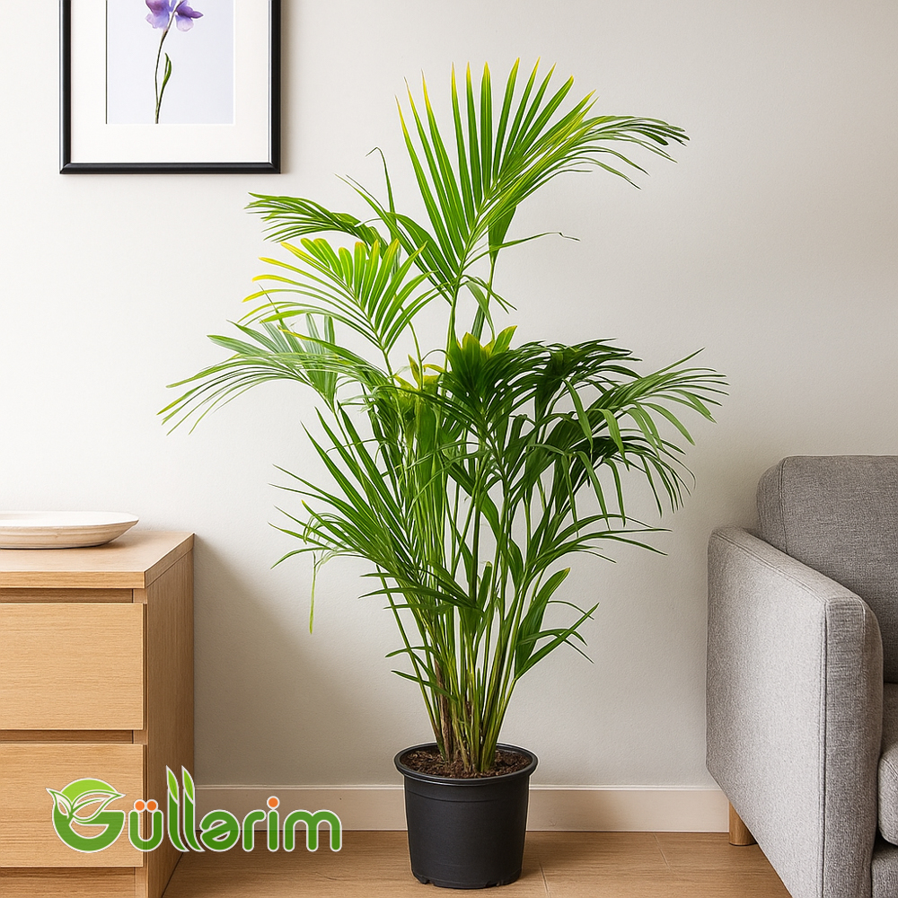 Areca Palm (Areka Palma)