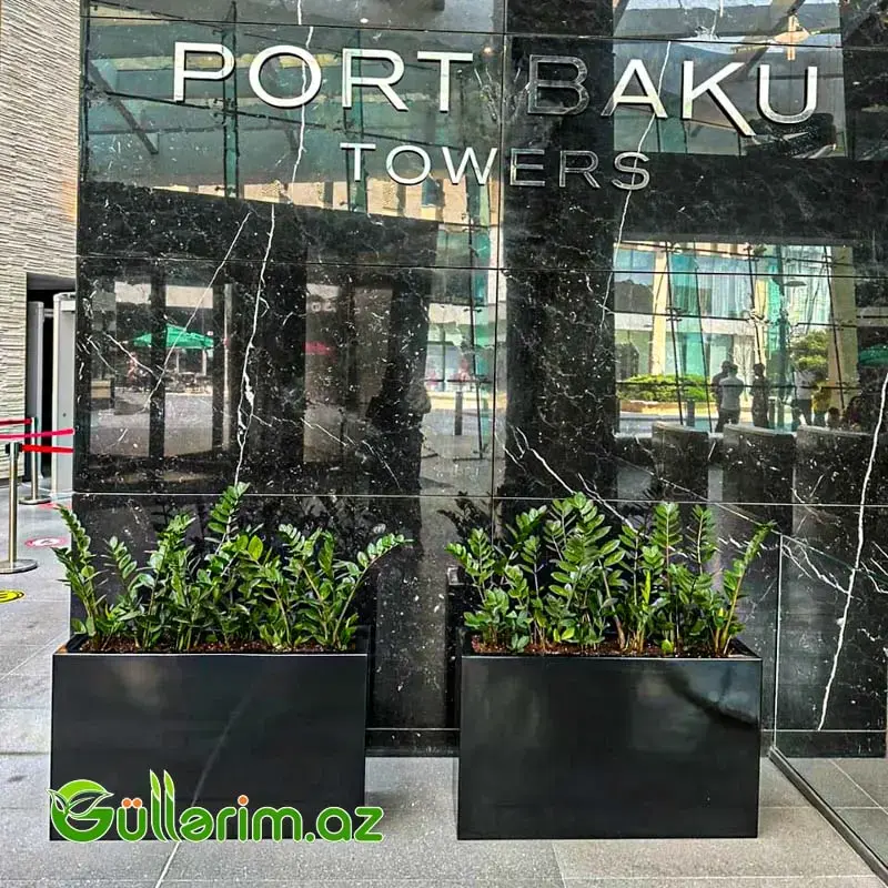 FiberGlass dibçək 80*50*30 sm (Fiber dibcek)