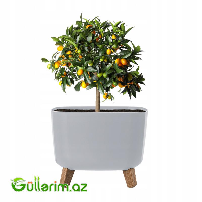 Lamela Dibçək (Ayaqlı Model)