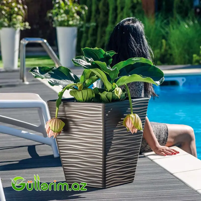 Luna Premium Dibçək