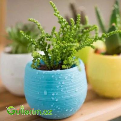 Dekorativ Plastik Dibçək