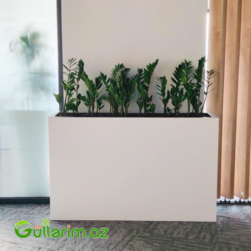 Ağ Uzun Dekorativ Dibçək