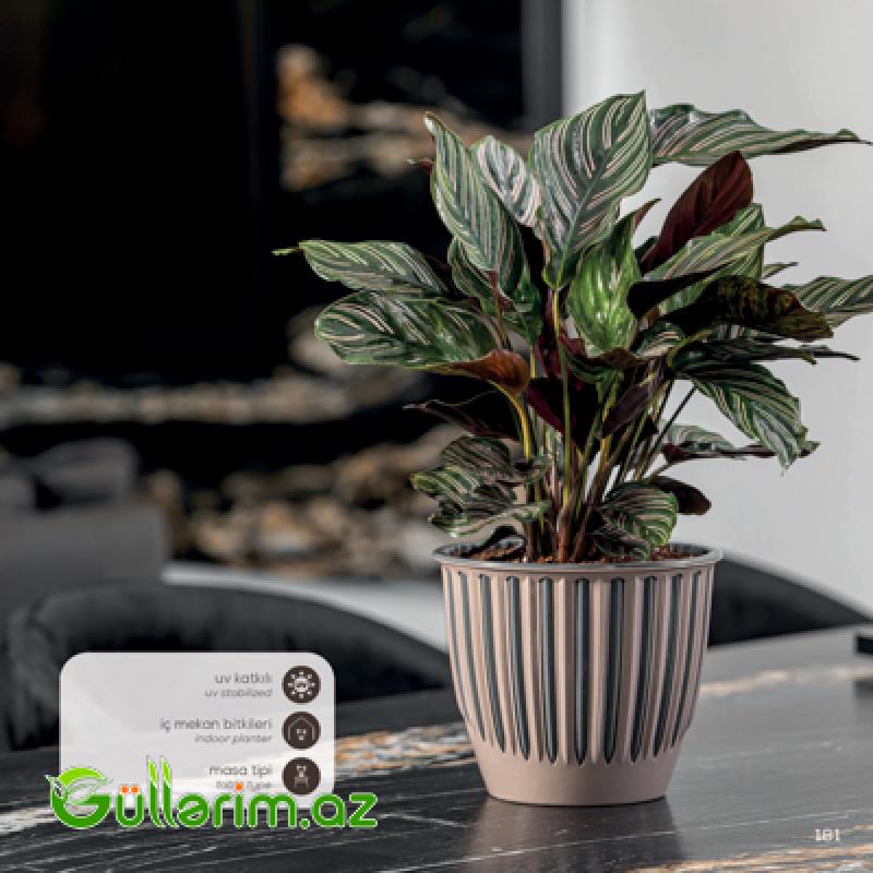 Plastik Dibçək 021