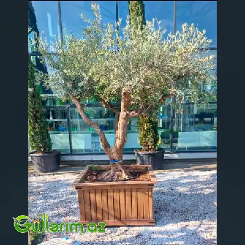 Taxta dibçək (Əl işi) № 039