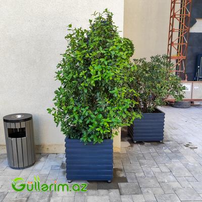 Taxta dibçək (Əl işi) № 019