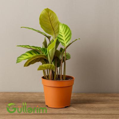 Kalatea zebrina