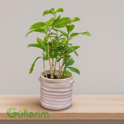 Coffea arabica