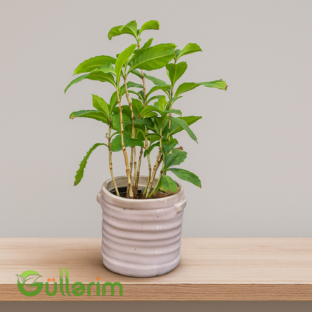 Coffea arabica