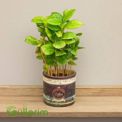 Coffea arabica (Qəhvə bitkisi)