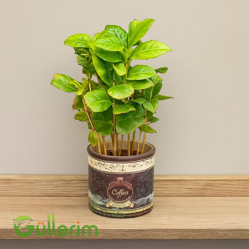 Coffea arabica (Qəhvə bitkisi)
