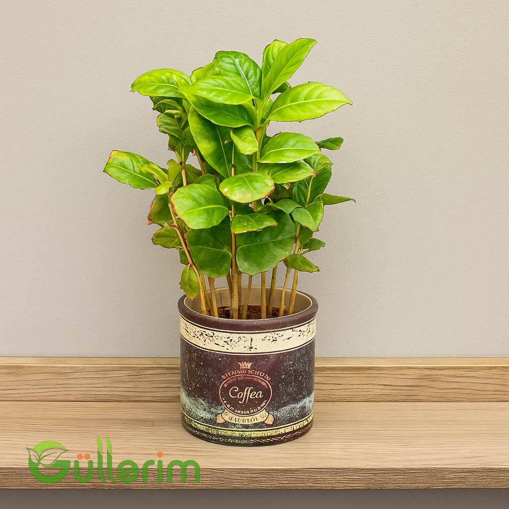 Coffea arabica (Qəhvə bitkisi)