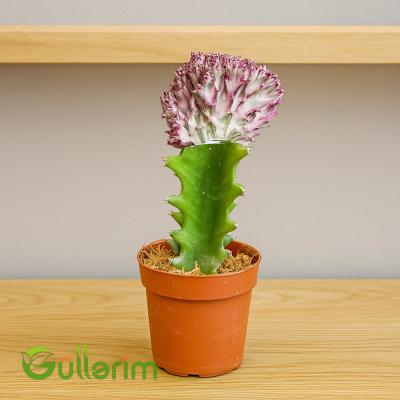 Euphorbia lactea ‘Cristata’ (Mərcan Kaktusu)