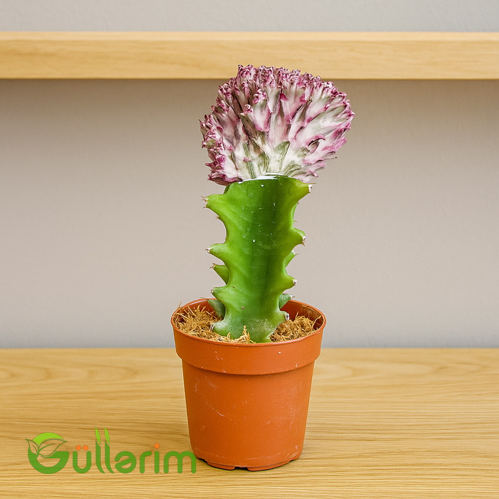 Euphorbia lactea ‘Cristata’ (Mərcan Kaktusu)