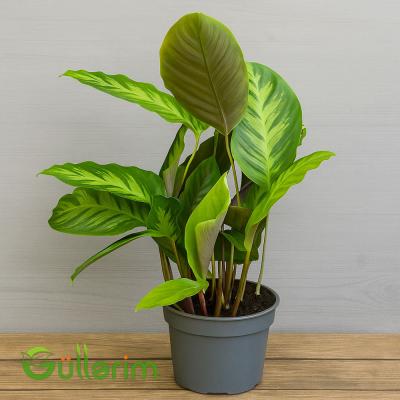 Kalatea zebrina