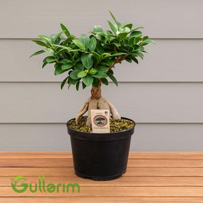 Ficus microcarpa