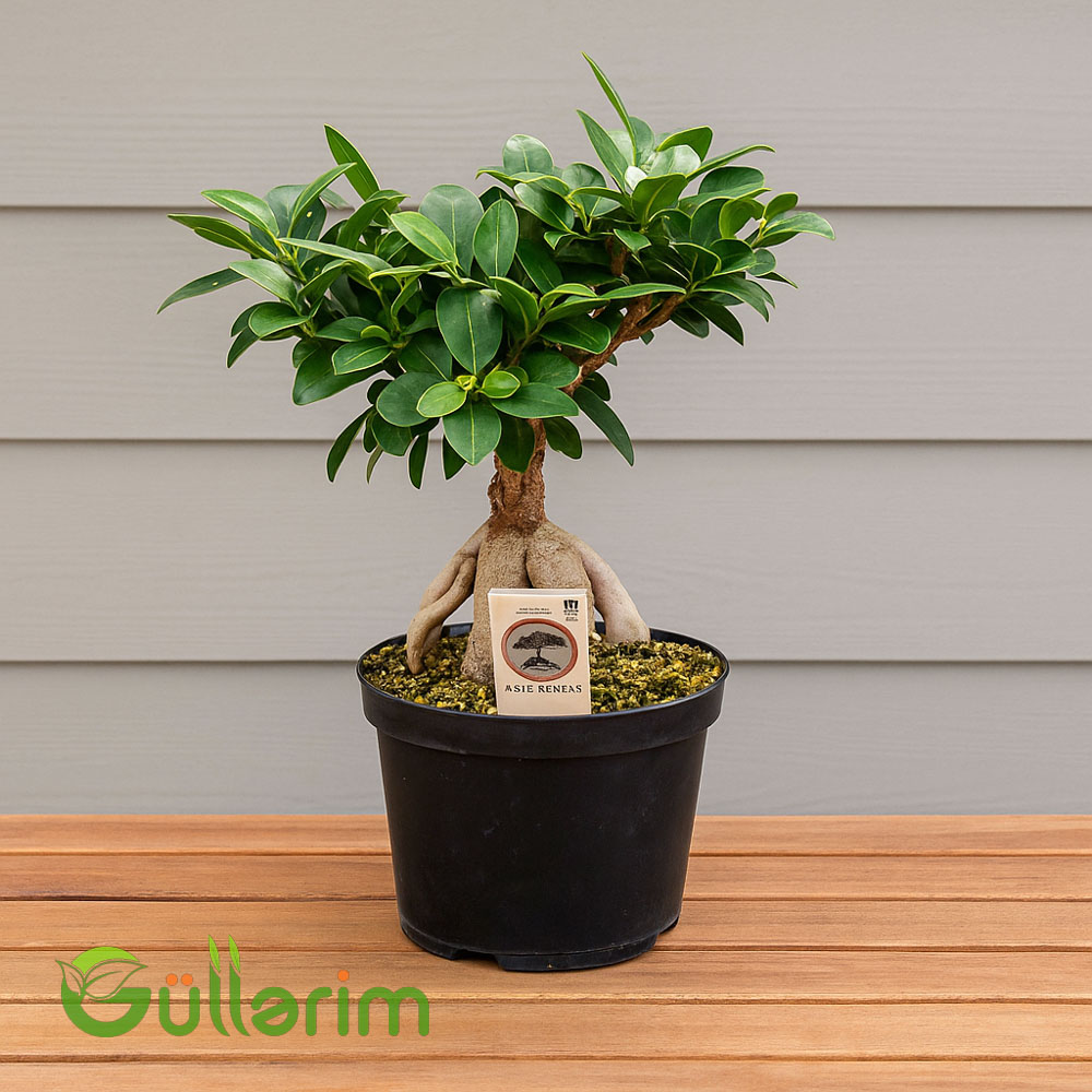 Ficus microcarpa