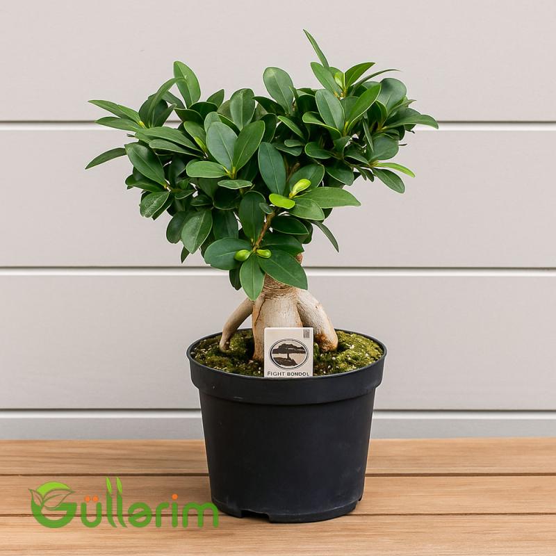 Ficus microcarpa