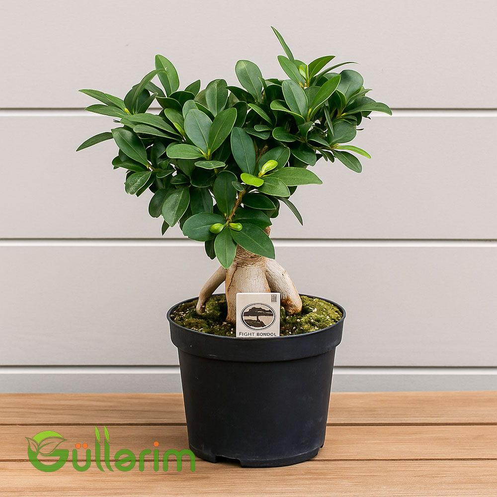 Ficus microcarpa
