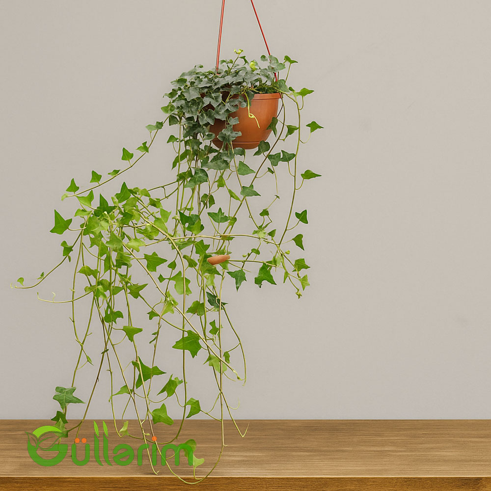 Hedera Helix – İngilis Sarmaşığı