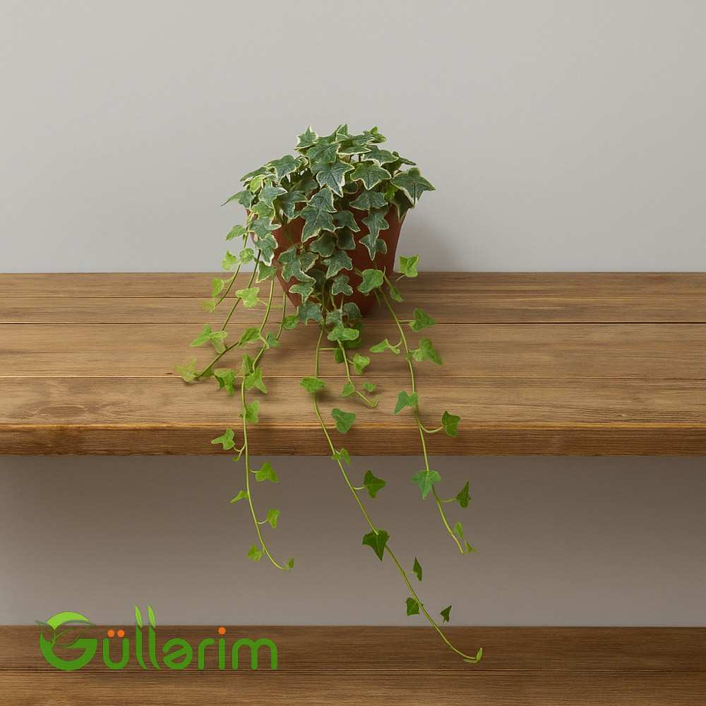 Hedera Helix – İngilis Sarmaşığı