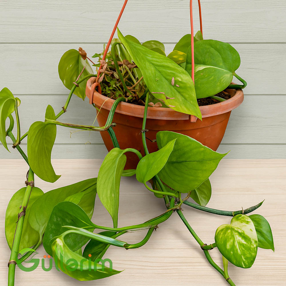Filodendron (Asma Bitki)