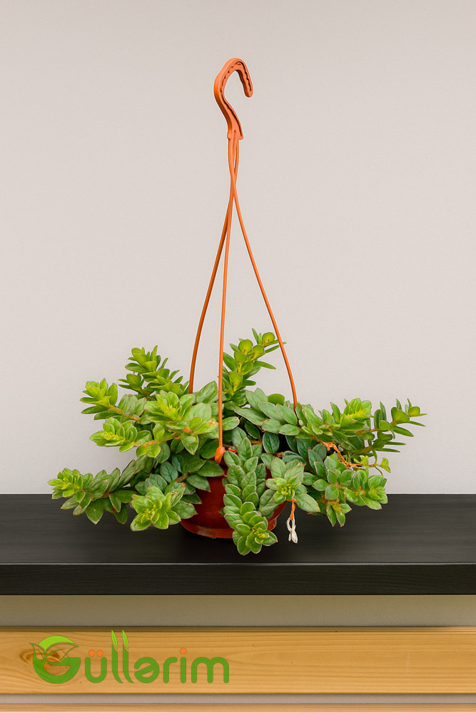 Əsxinantus (Aeschynanthus)
