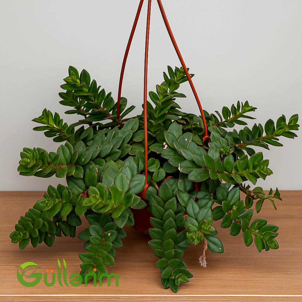Əsxinantus (Aeschynanthus)