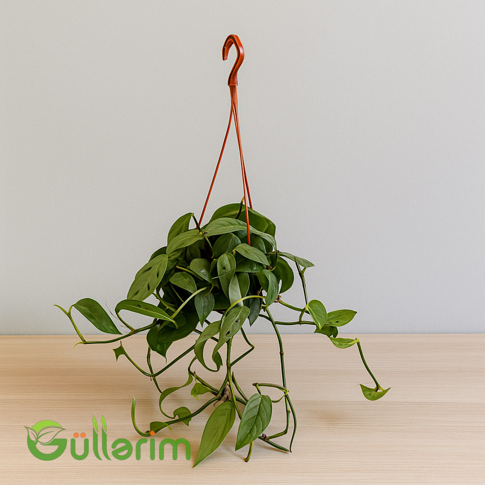 Epipremnum sarmaşıq ( Epipremiya)