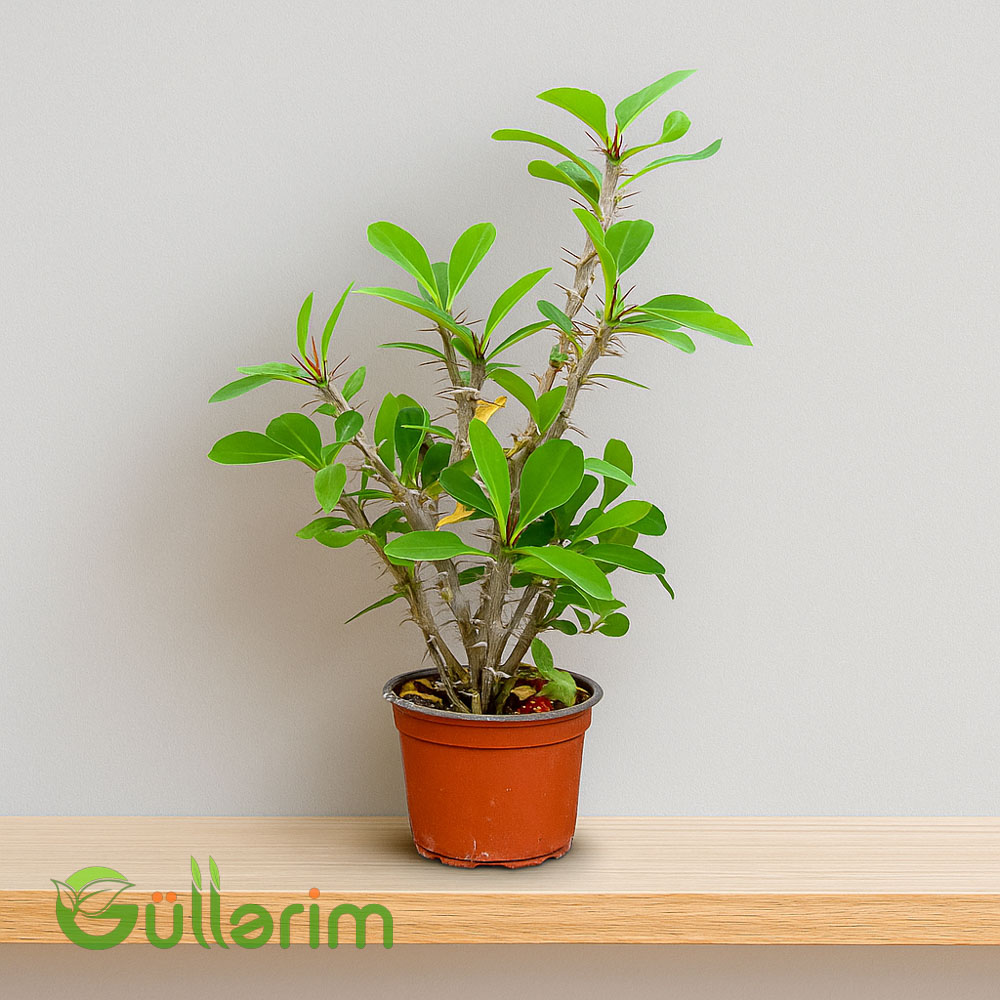 Euphorbia milii – Tikanlı Tac Bitkisi