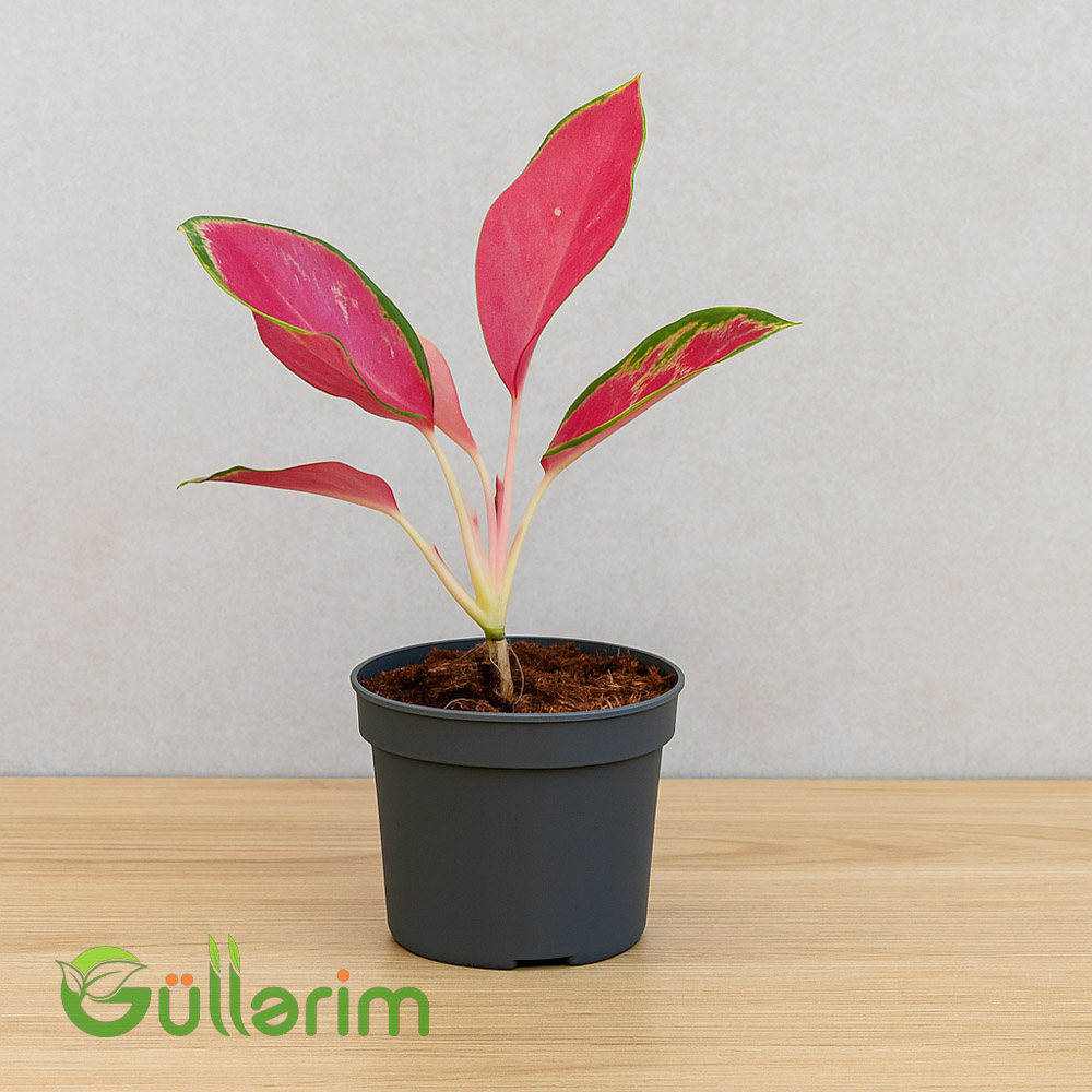 Qırmızı Aqlaonema