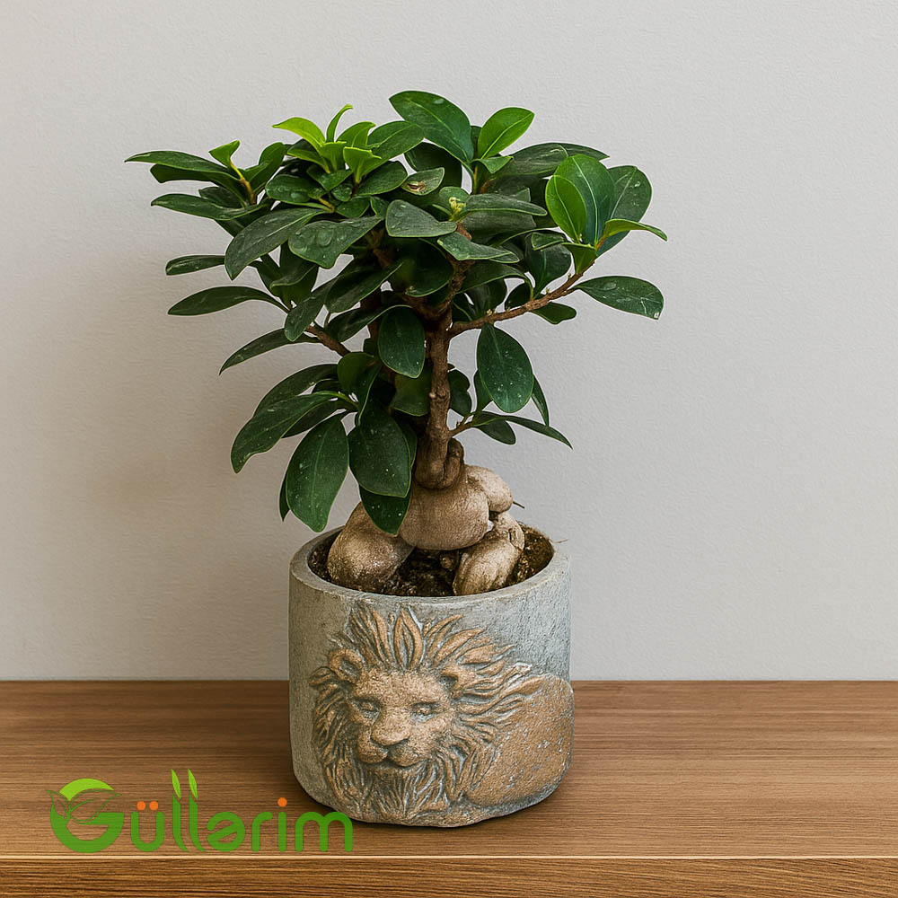 Bonsai Fikusu