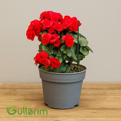 Begonia (Beqoniya)