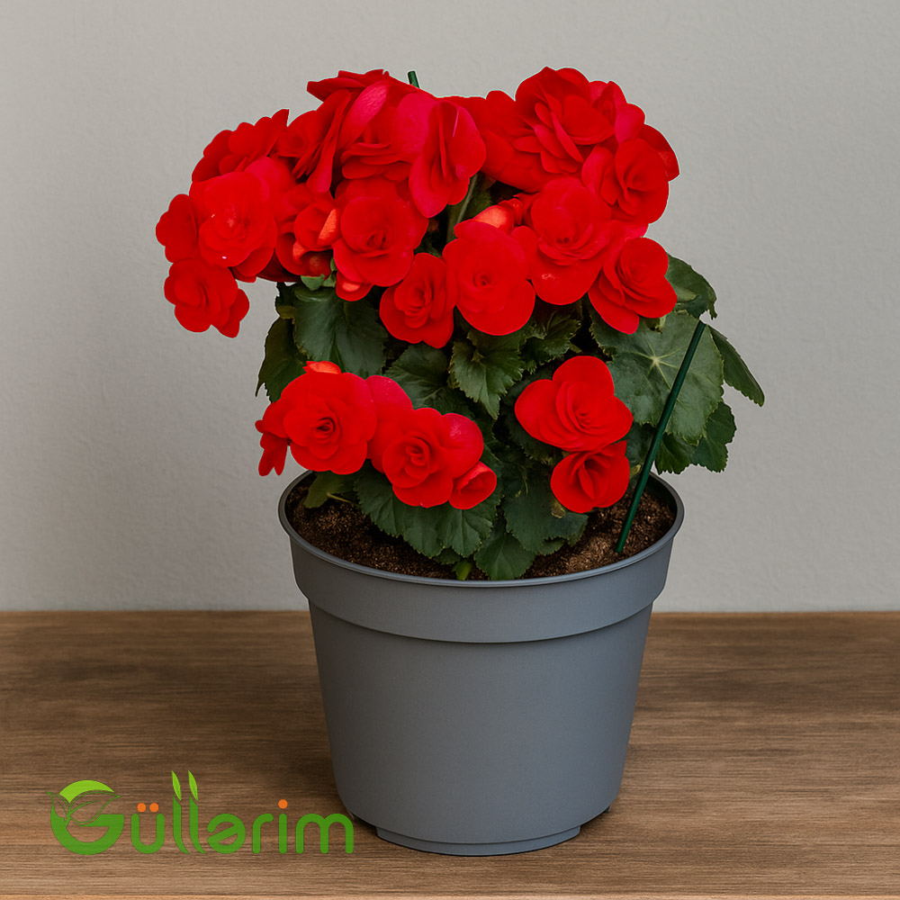 Begonia (Beqoniya)
