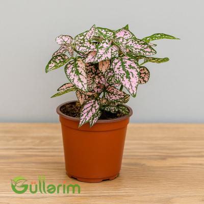 Rəngli Hypoestes / Naxışlı yarpaqlı bitki
