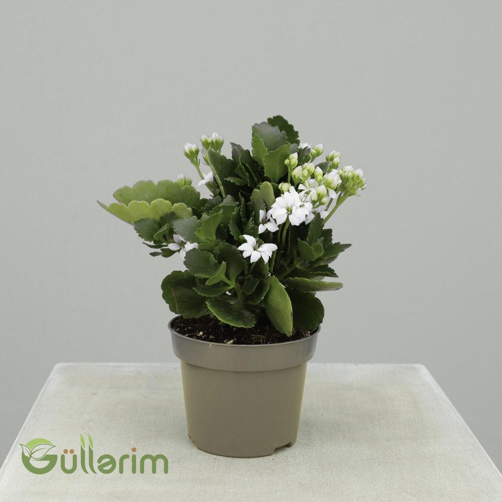 Kalanchoe blossfeldiana – Ağ Kalanxoe