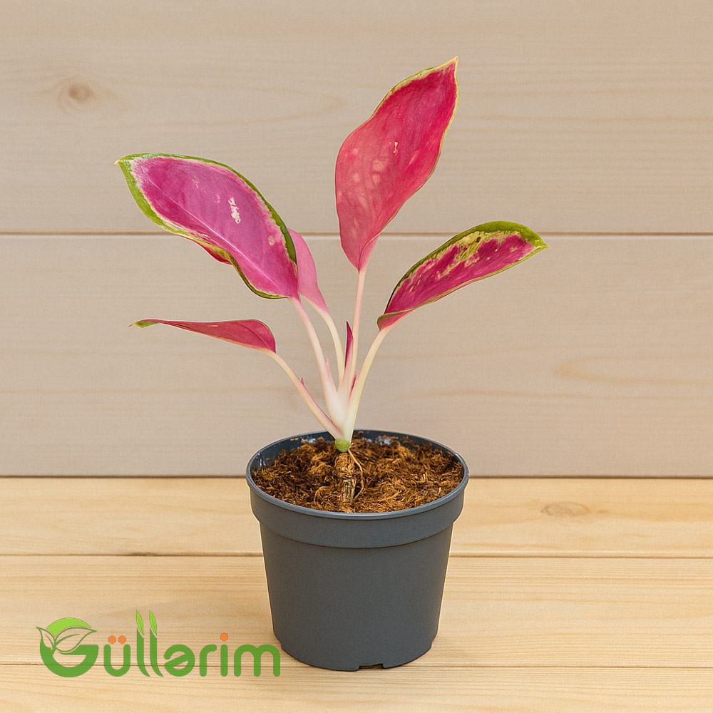Qırmızı Aqlaonema
