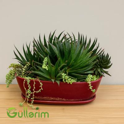 Haworthia attenuata və Sedum burrito qarışığı (Zebra sukkulent və Sedum çeşidləri ilə)