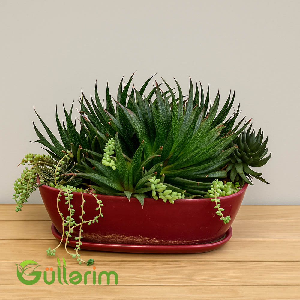 Haworthia attenuata və Sedum burrito qarışığı (Zebra sukkulent və Sedum çeşidləri ilə)