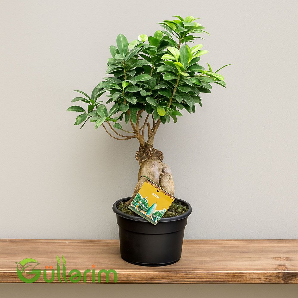 Fikus Ginseng