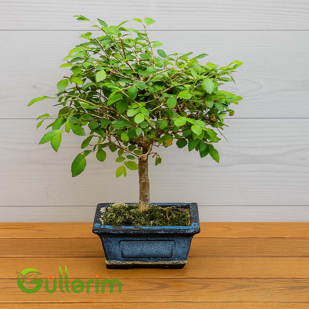 Zelkova Bonsai