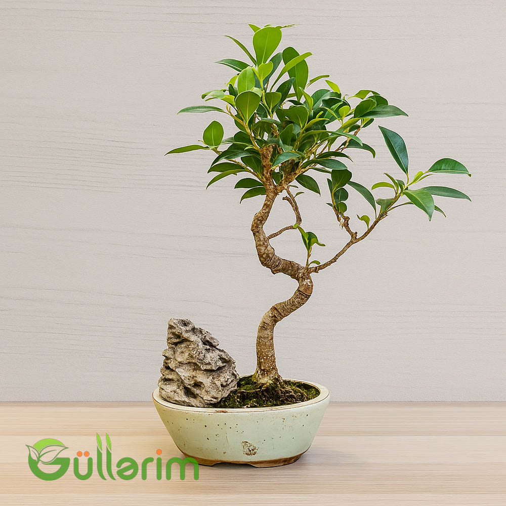 Fikus Bonsai