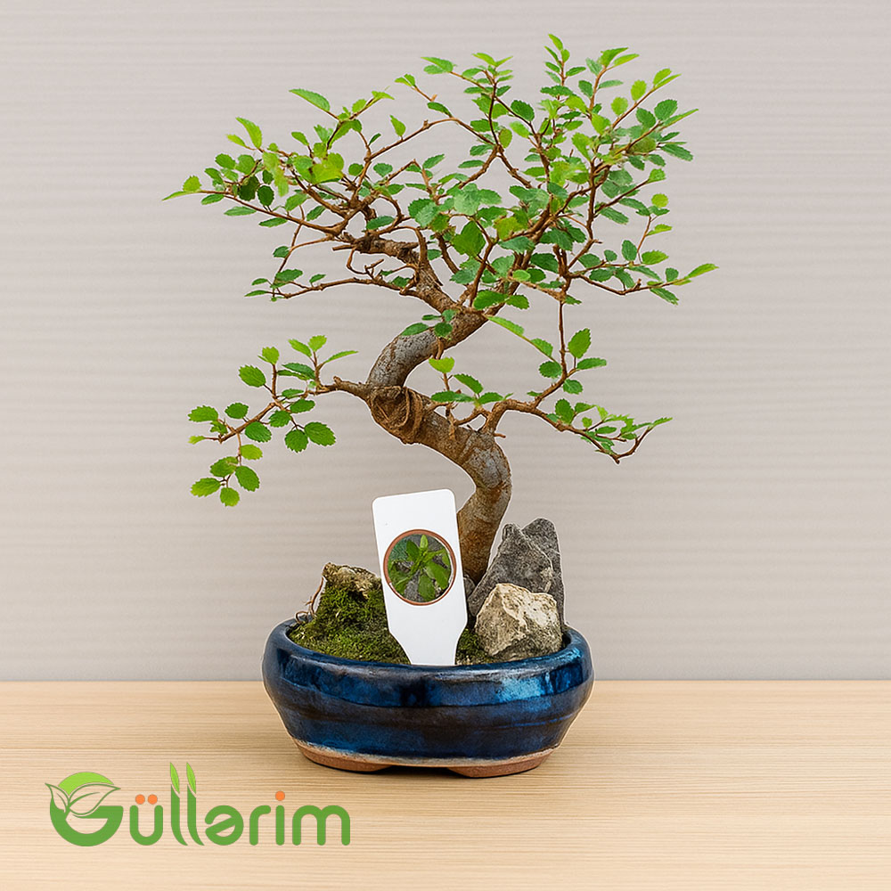 Bonsai