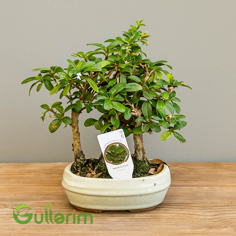 Serissa Bonsai