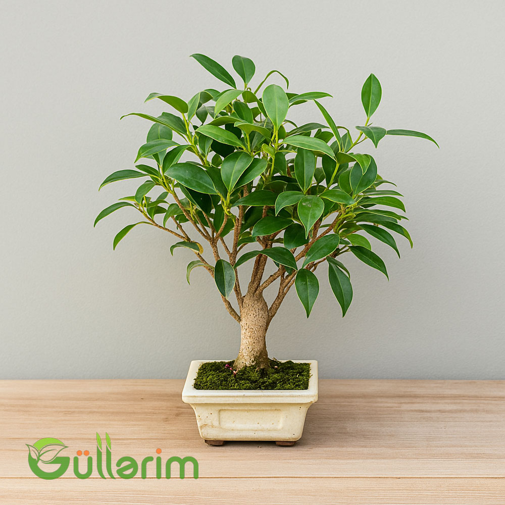 Fikus Mikrokarpa Bonsai (və ya Fikus Nitida Bonsai)