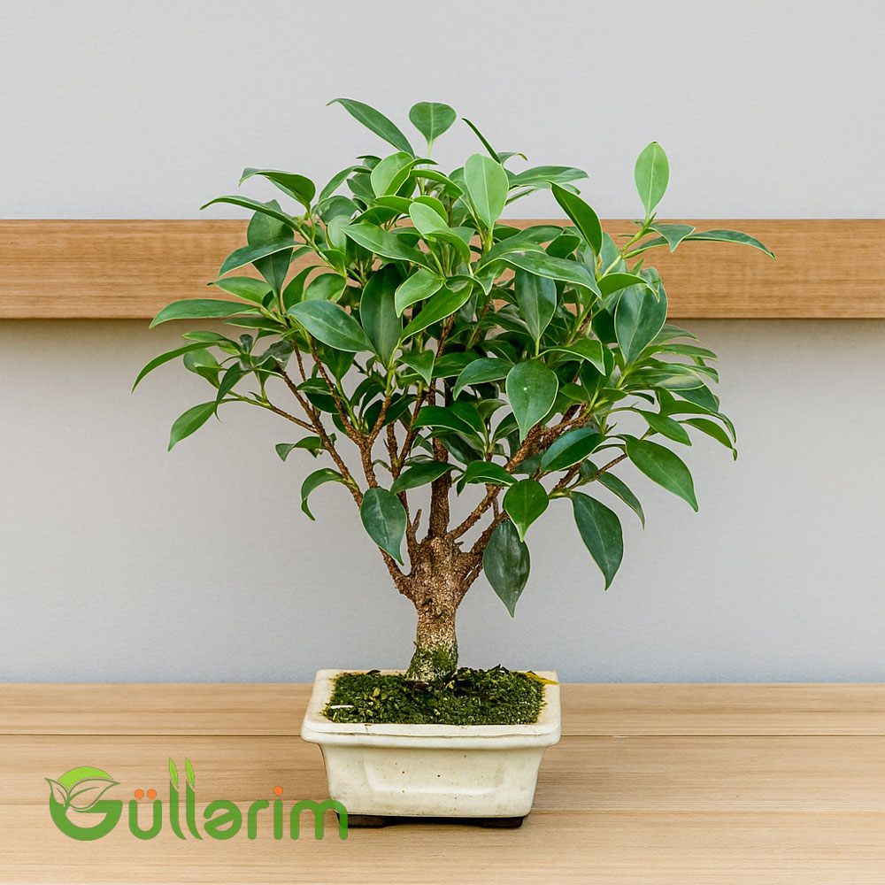 Fikus Mikrokarpa Bonsai (və ya Fikus Nitida Bonsai)