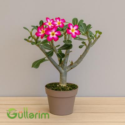 Adenium