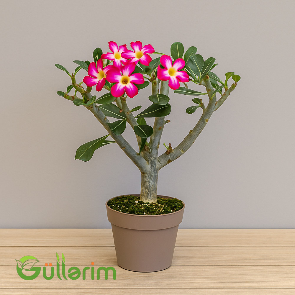 Adenium