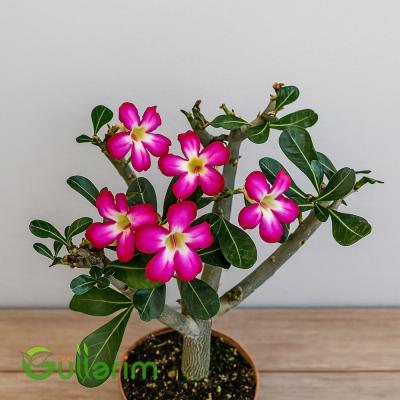 Adenium